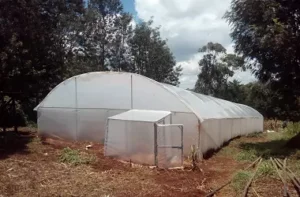 tunnel greenhouse in Kenya