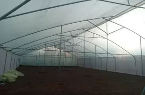 Haygrove Greenhouse in Kenya