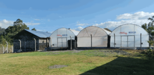 Greenhouses in kenya