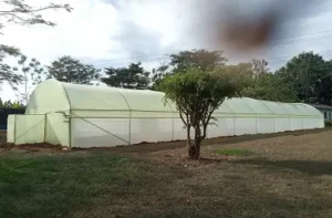 tunnel greenhouse
