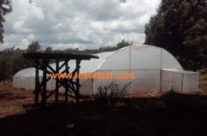 Greenhouses in kenya