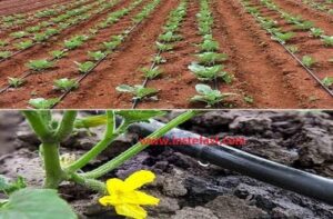 drip irrigation for greenhouses in kenya