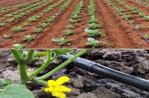 Drip irrigation in Kenya