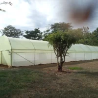 Greenhouse Structures in Kenya