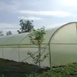 Tunnel Greenhouses in kenya