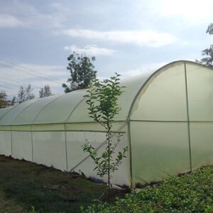 8m × 48m Tunnel Greenhouse