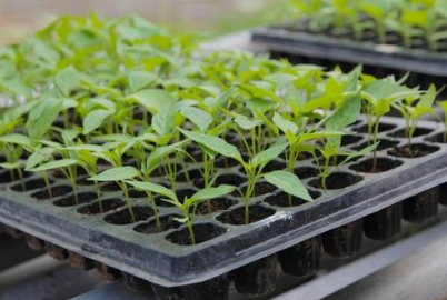 Seedling / Planting Trays (plastic) - Image 2