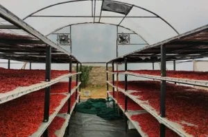Pepper driers in kenya
