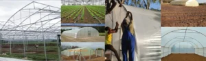 Greenhouses in kenya
