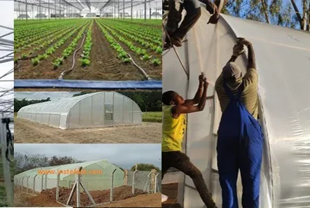 Greenhouses in kenya