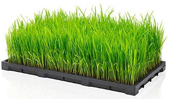 Fodder trays Kenya Hydroponic fodder trays Seed germination trays Livestock feeding trays Green fodder production trays Dairy farm fodder system trays Plastic fodder growing trays UV stabilized fodder trays Agricultural sprouting trays Animal feed germination trays