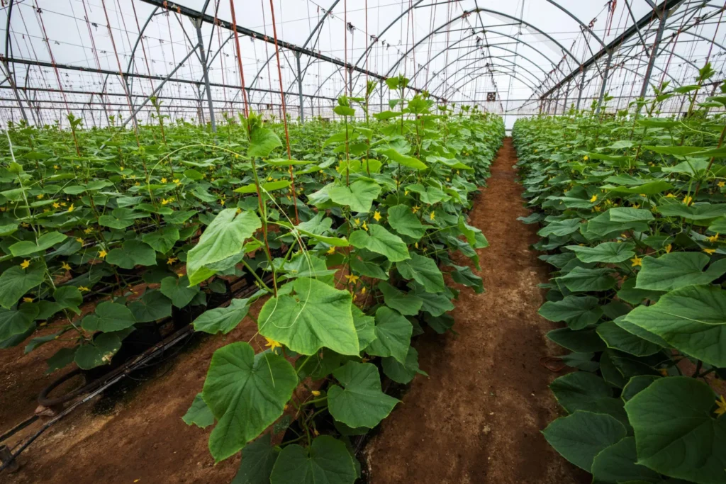 Cucumber plants growing vertically inside a greenhouse using crop support strings and trellising system.