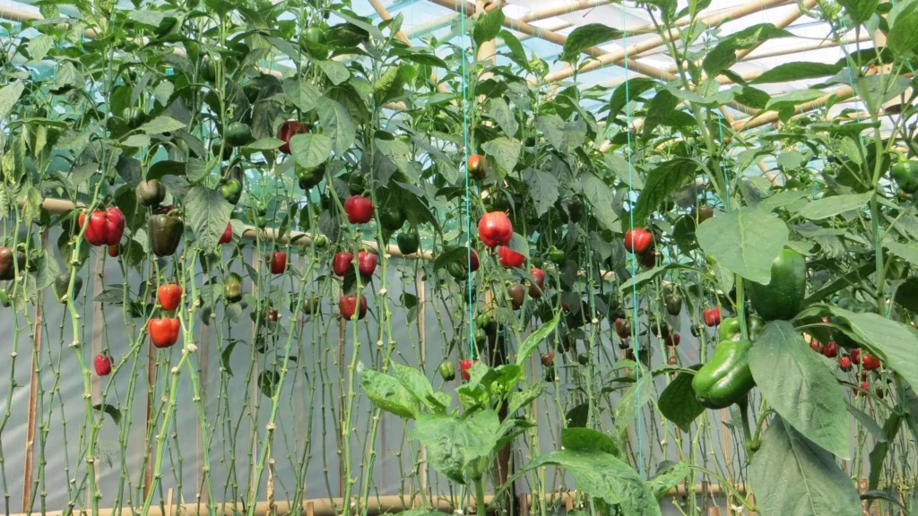 Capsicum plants growing in a greenhouse with vertical crop support strings and trellising system.