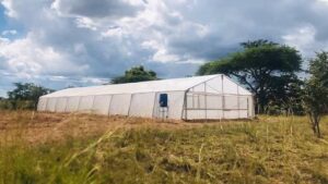 Wooden greenhouse structure covered with polythene for vegetable farming in Kenya