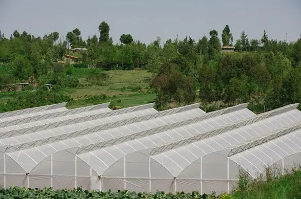 Multi-Span Greenhouse in kenya