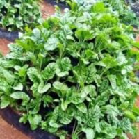 Vertical multistorey garden system for urban farming and vegetable production in Kenya
