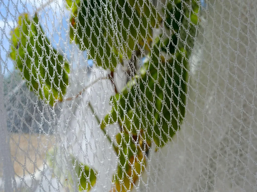 Bird nets installed over a fruit orchard Anti-bird netting protecting mango trees UV stabilized bird net for fruit tree protection Orchard bird netting system for crop protection Fruit orchard covered with bird exclusion netting