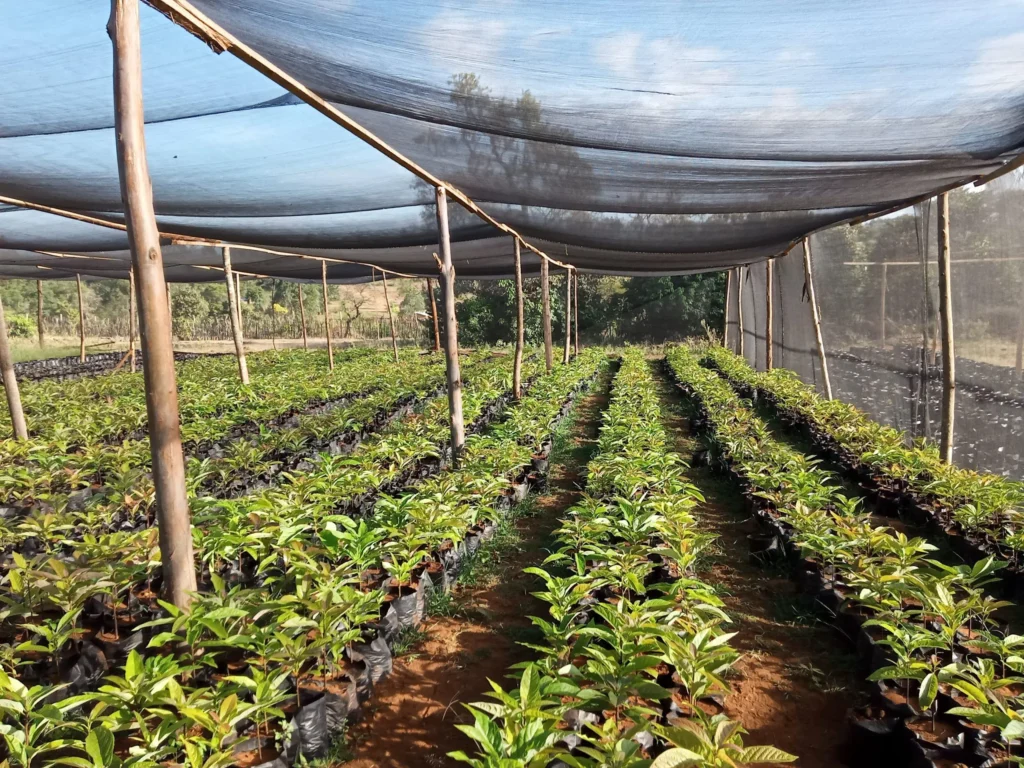 UV stabilized shade net for nursery seedling production