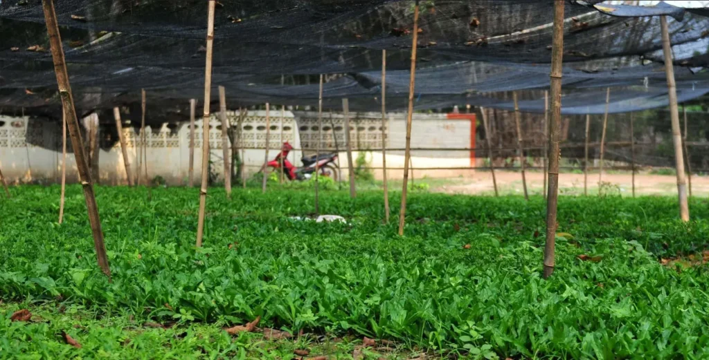 Shade Net Kenya for crop protection UV stabilized shade net installation in Kenya Agricultural shade net for vegetable farming Green shade net for nursery production
