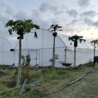 Tunnel Greenhouses in Kenya