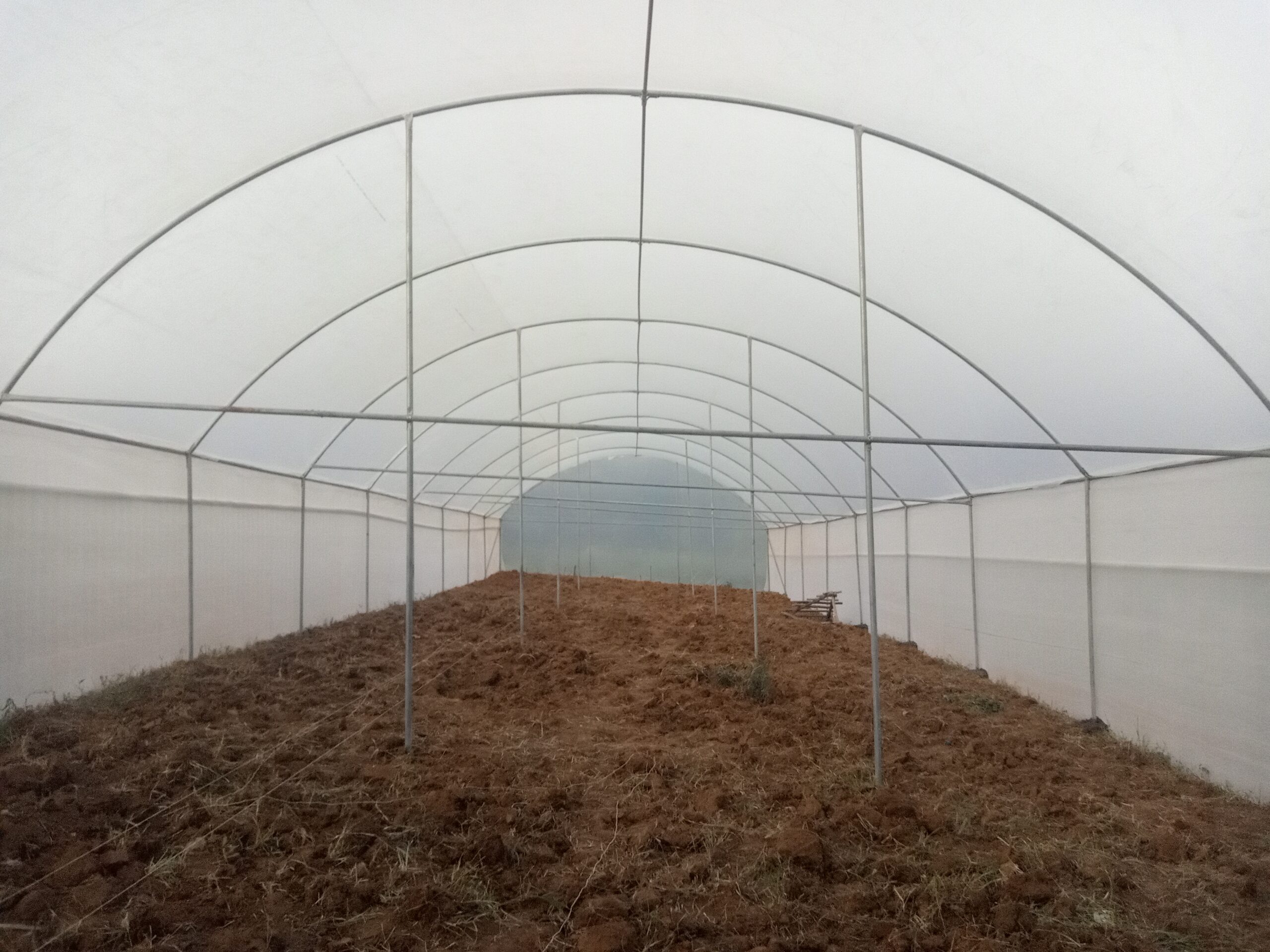 Standard 8m by 30m Tunnel Greenhouse in Kenya - Image 2